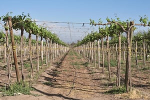 vineyard